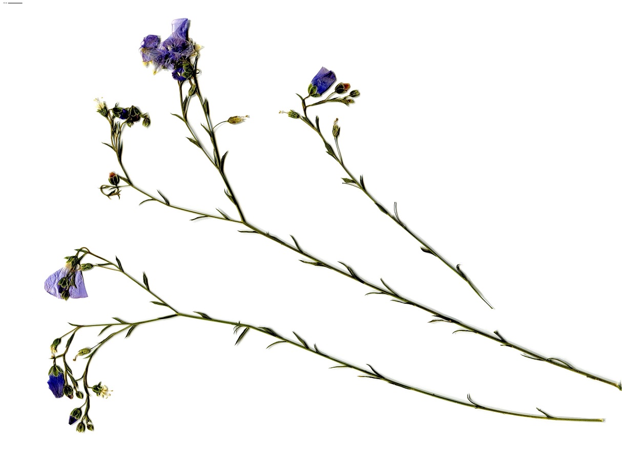 Linum usitatissimum subsp. usitatissimum (Linaceae)